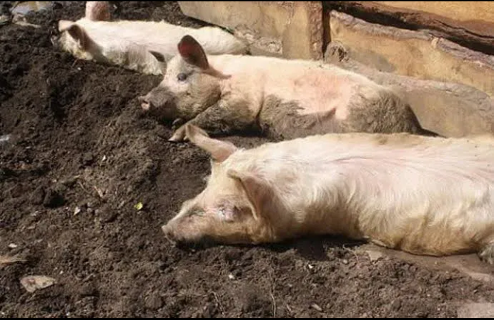 Pig Farmers Face Billions in Losses as African Swine Fever Devastates Plateau State’s Livestock Industry!