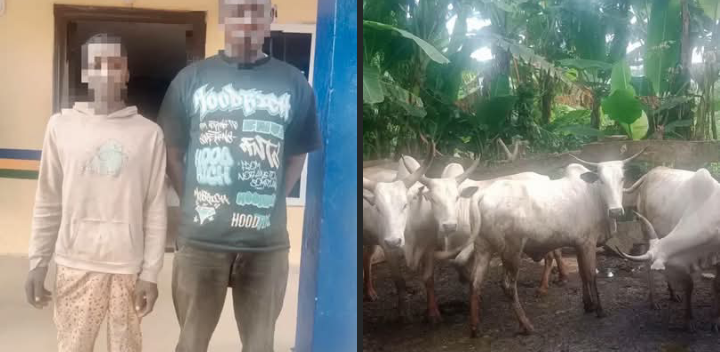 Ogun Police Crack Down on Cattle Theft, Rescue Six Stolen Cows and Foil Suspected Abduction in Fresh Security Boost!