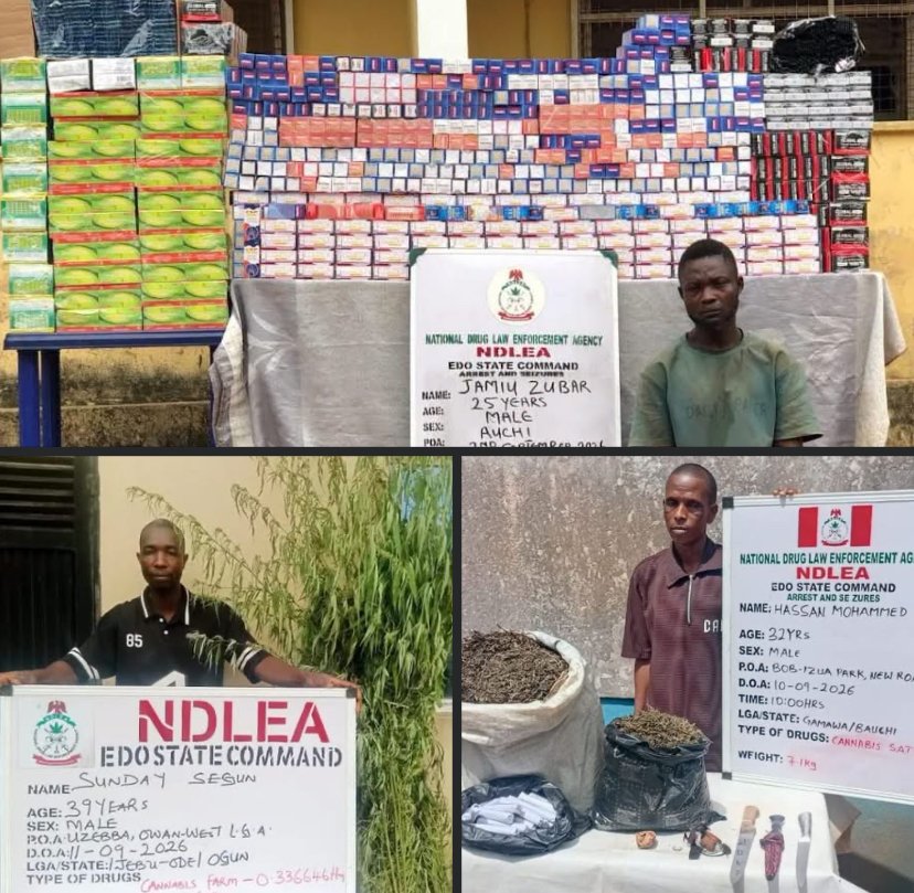 NDLEA operatives destroy a cannabis plantation in Ukaro Forest, Owan West Local Government Area of Edo State.