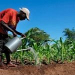 Nigerian farmers and agribusiness operators benefiting from agricultural finance under the Germany-funded GP AgFin programme.
