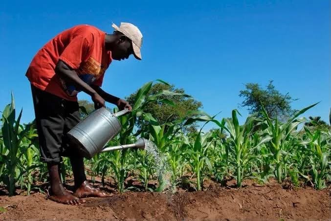 Nigerian farmers and agribusiness operators benefiting from agricultural finance under the Germany-funded GP AgFin programme.