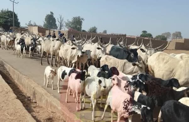 How Healthy Livestock Can Spread Drug-Resistant Bacteria to Humans!