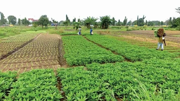 2027: Over 40,000 Abia Farmers Endorse PDP Governorship Candidate Anosike!